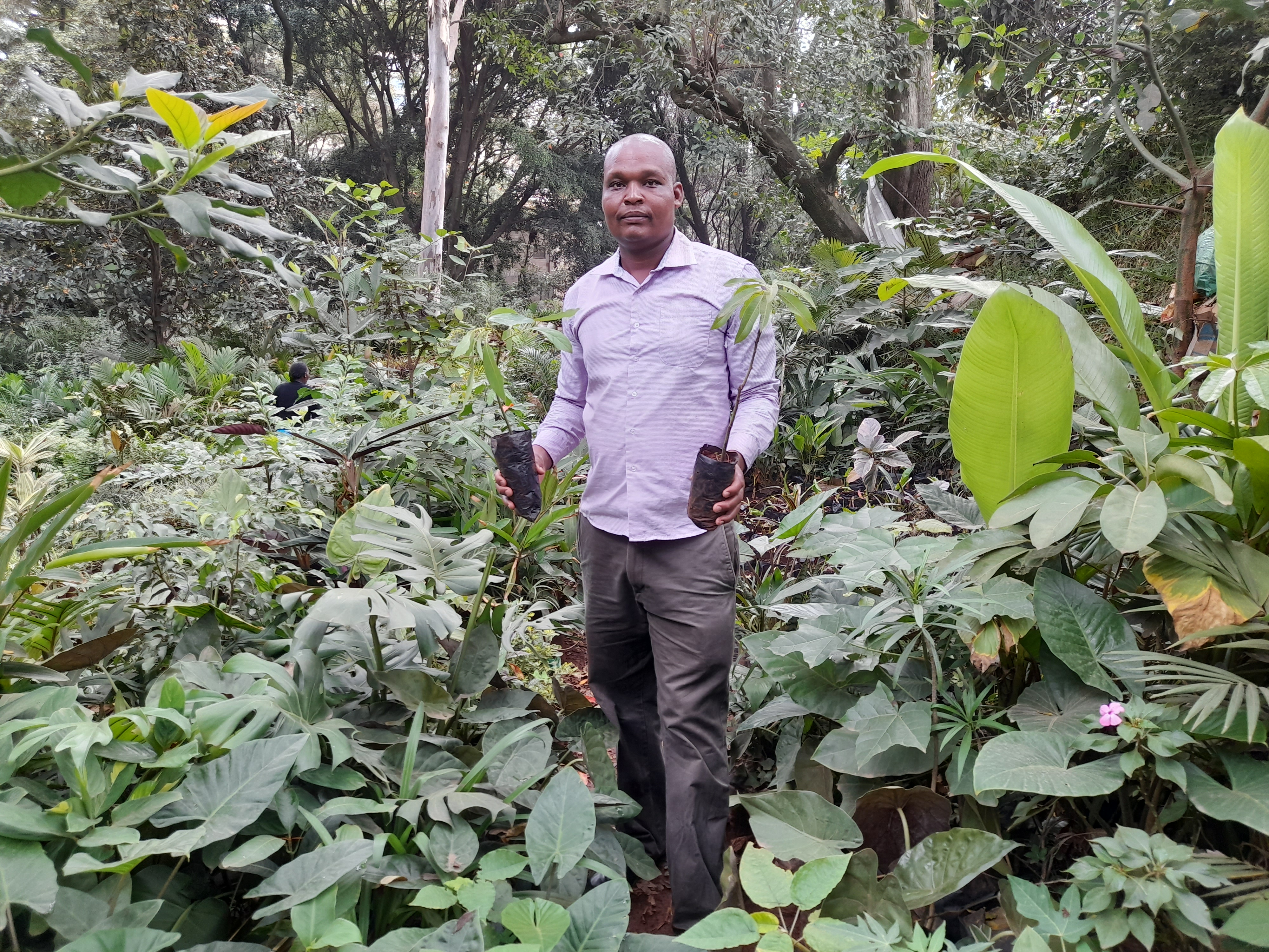 Tree Planting