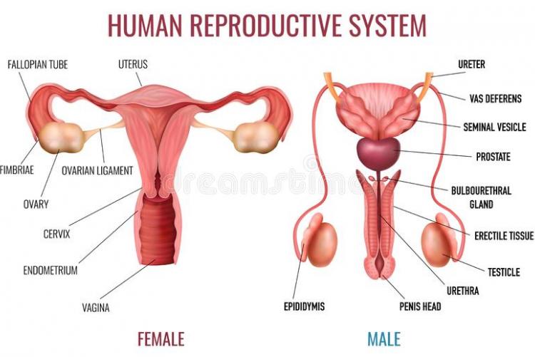 Reproductive organs.